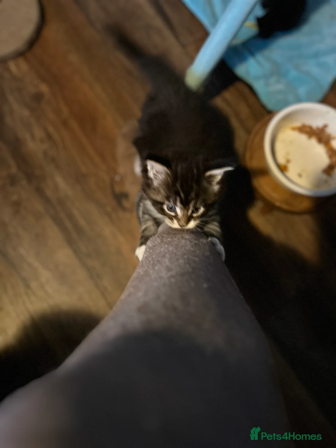 Maine Coon cats for sale: Last  2 Mainecoons kittens. left both boys  - Advert 5