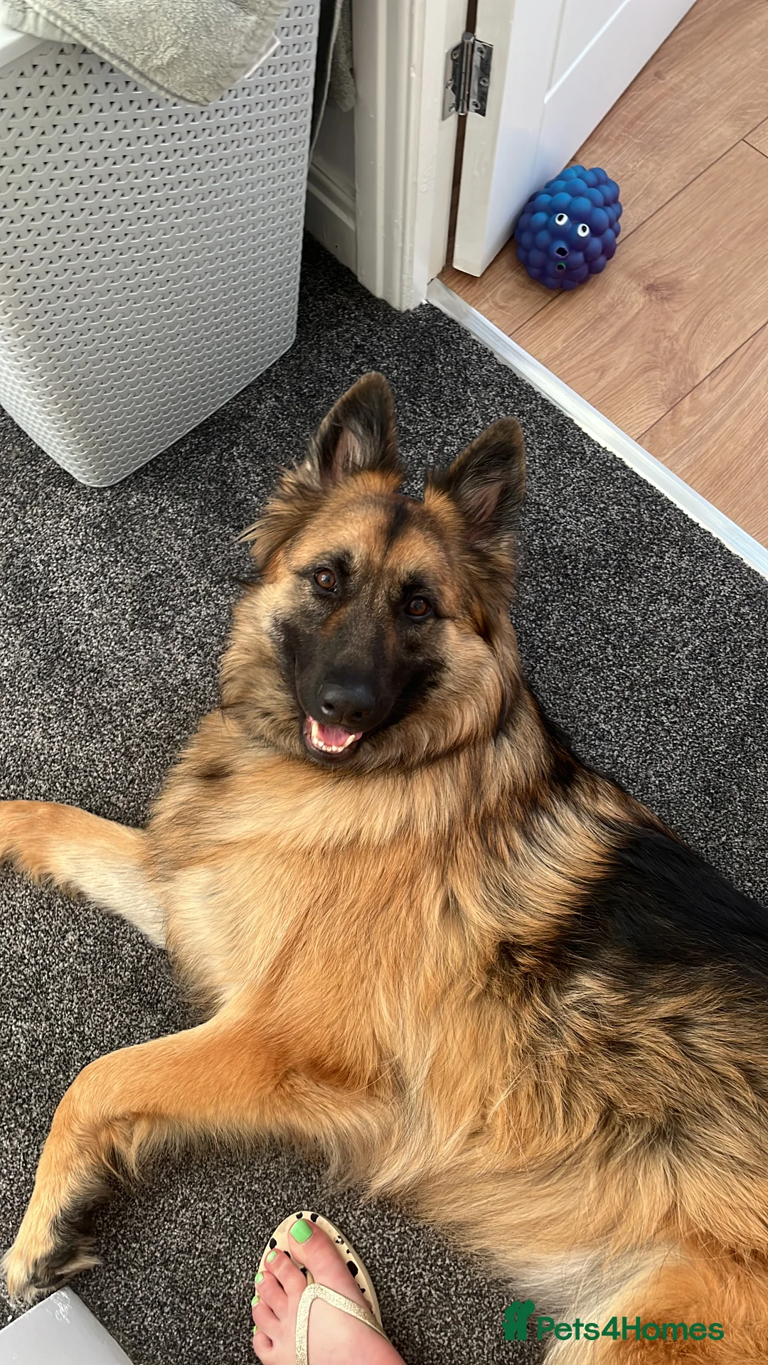 German Shepherd dogs for sale: Bella - German Shepherd looking for a forever home - Advert 15
