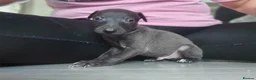 Mixed Breed dogs for sale: Whippet x Italian greyhound  in Bridport - Advert 3