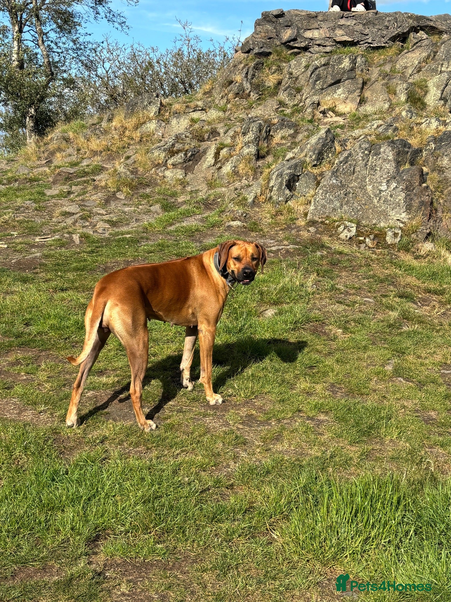 Mixed Breed dogs Rhodesian Ridgeback cross puppies - Advert 1