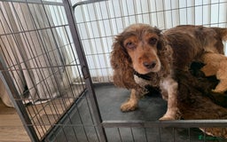 Cockapoo dogs for sale: Show type cockapoo - Image 11