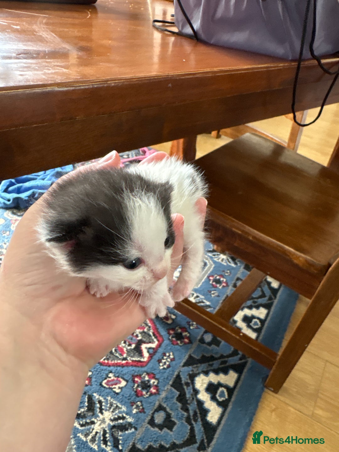 Ragdoll cats for sale: Ragdoll cross breed  - Image 16