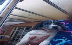 Cocker Spaniel dogs for sale: FULLY VACCINATED AND READY TO LEAVE  - Image 9