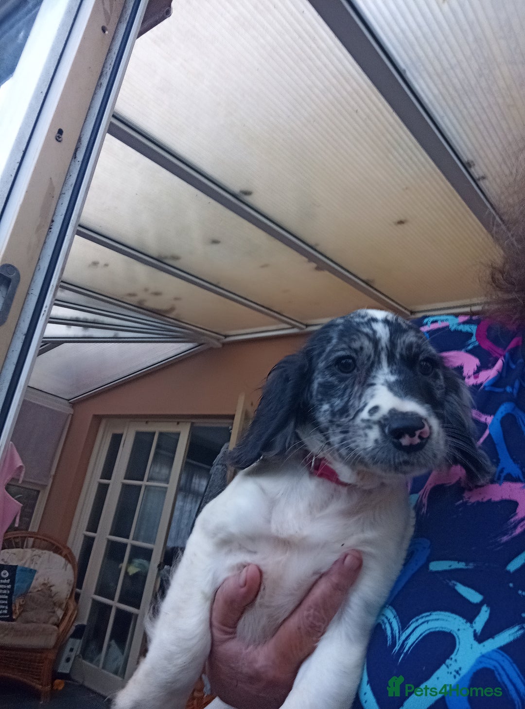 Cocker Spaniel dogs for sale: FULLY VACCINATED AND READY TO LEAVE  - Image 9