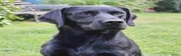 Labrador Retriever dogs for sale: FTCH FENDAWOOD & DARKESHEAD PUPS FOR SALE in South Molton - Advert 2