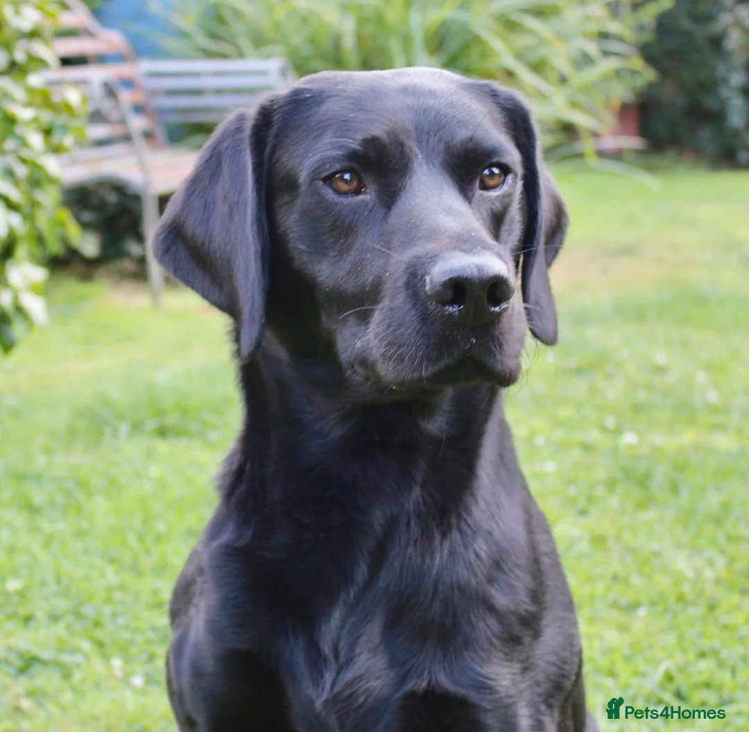 Labrador Retriever dogs for sale: FTCH FENDAWOOD & DARKESHEAD PUPS FOR SALE in South Molton - Advert 2