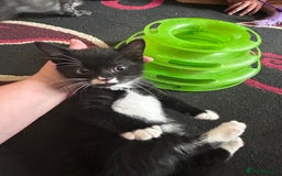 British Shorthair cats for sale: 3 Beautiful kittens  - Image 6