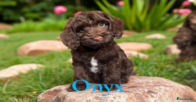 Cockapoo dogs - Advert 14