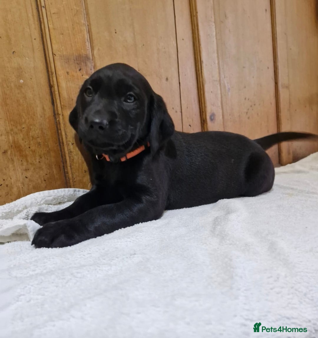 Labrador Retriever dogs for sale: Gorgeous Black Labrador Puppies - Advert 8
