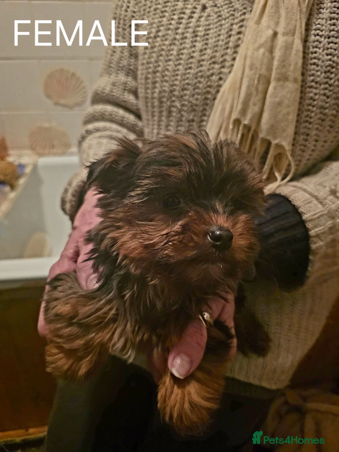 Yorkshire Terrier dogs for sale: Four Stunning Yorkie(Brewer) Pups Ready To Go Now! - Advert 5