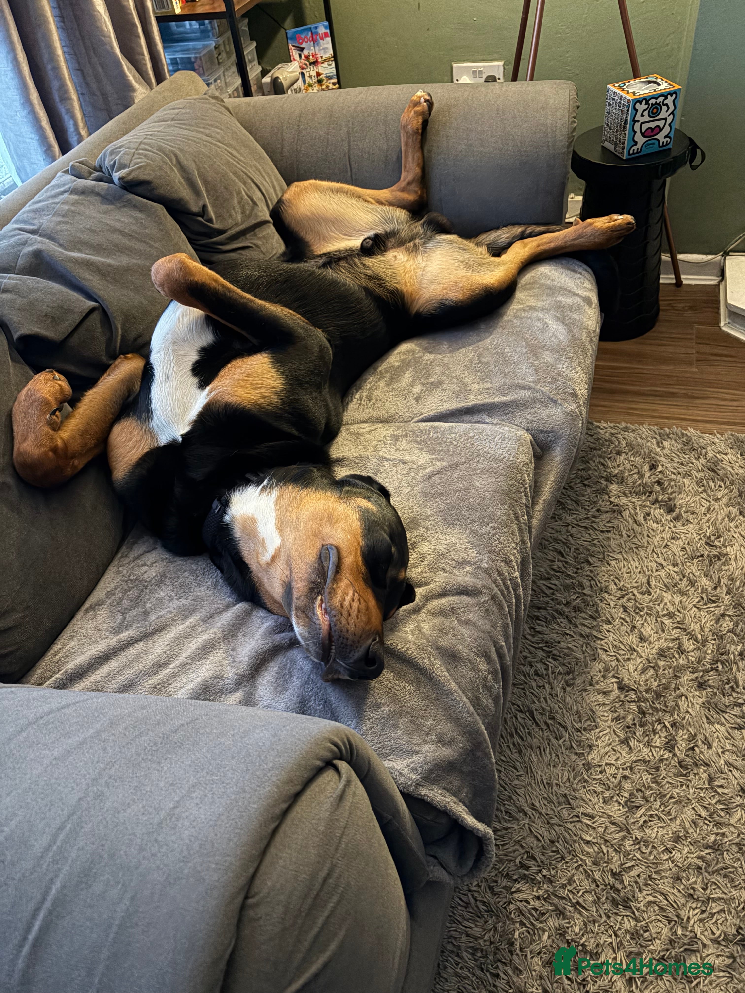 Mixed Breed dogs Bernese cross Doberman  - Advert 10