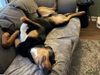 Mixed Breed dogs Bernese cross Doberman - Advert 10