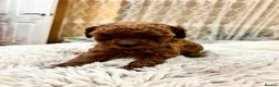 Toy Poodle dogs for sale: Asian toy poodle red brown  - Advert 5