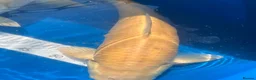 Koi Carp fish for sale: Japanese koi carp for sale  - Advert 2