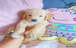 Golden Retriever dogs for sale: Beautiful KC golden pups ready to leave 🥰🥰🏡 - Image 8