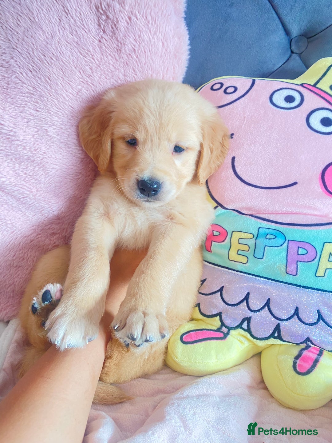 Golden Retriever dogs for sale: Beautiful KC golden pups ready to leave 🥰🥰🏡 - Image 8