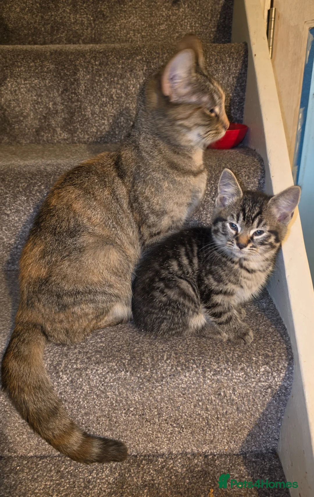 Mixed Breed cats for sale: Adorable kittens  in Edgware - Advert 5