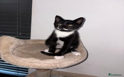 Domestic Shorthair cats for sale: 2 kittens for sale black & white boy & black girl - Image 3