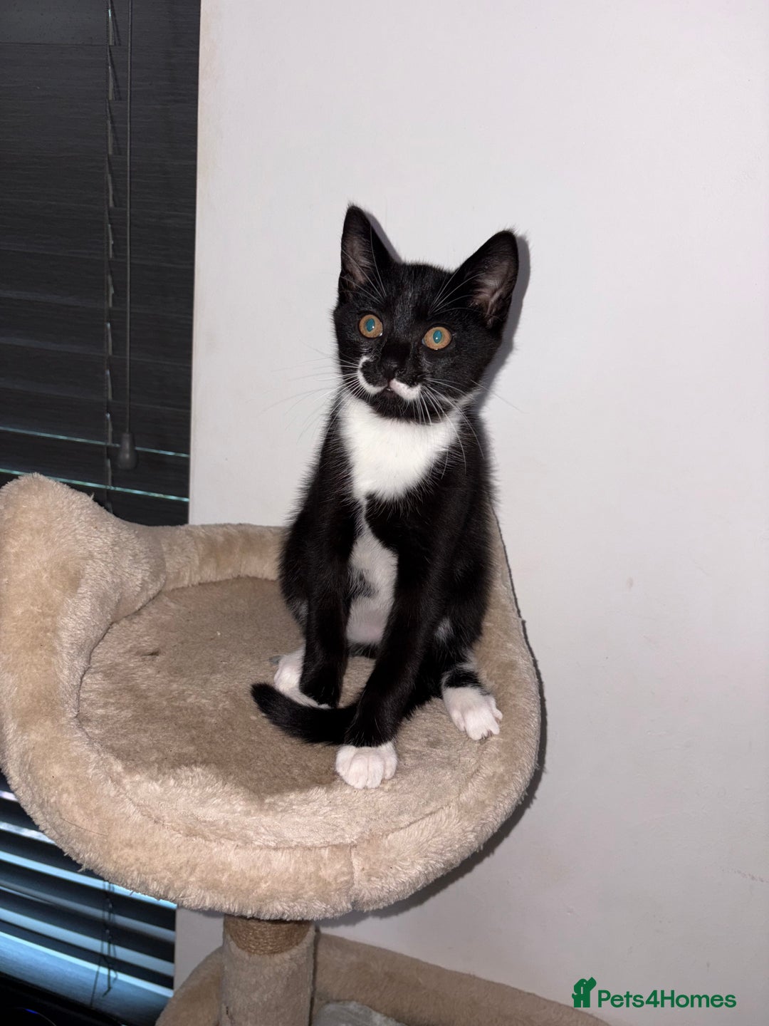 Domestic Shorthair cats for sale: 2 kittens for sale black & white boy & black girl - Image 3