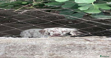 English Setter dogs - Advert 4