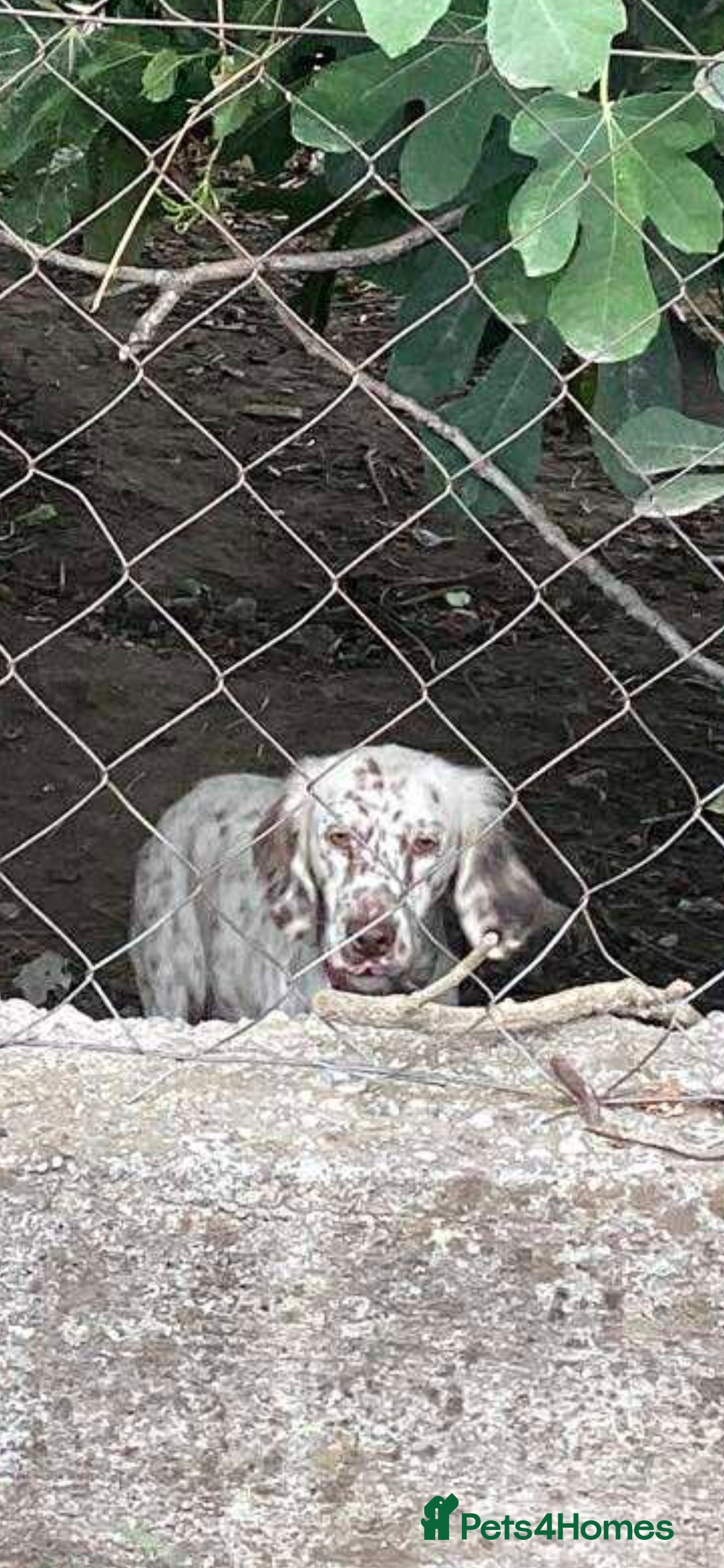 English Setter dogs for adoption: Sula. English setter - Image 2