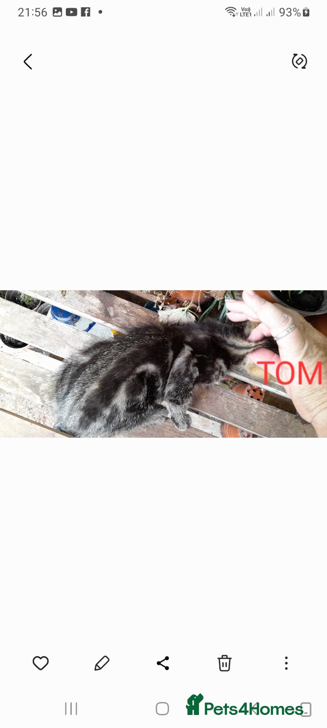 Mixed Breed cats for sale: Beautiful farm kittens  - Image 5