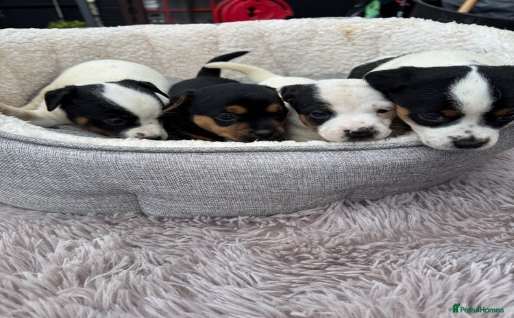 Jack Russell dogs - Advert 4