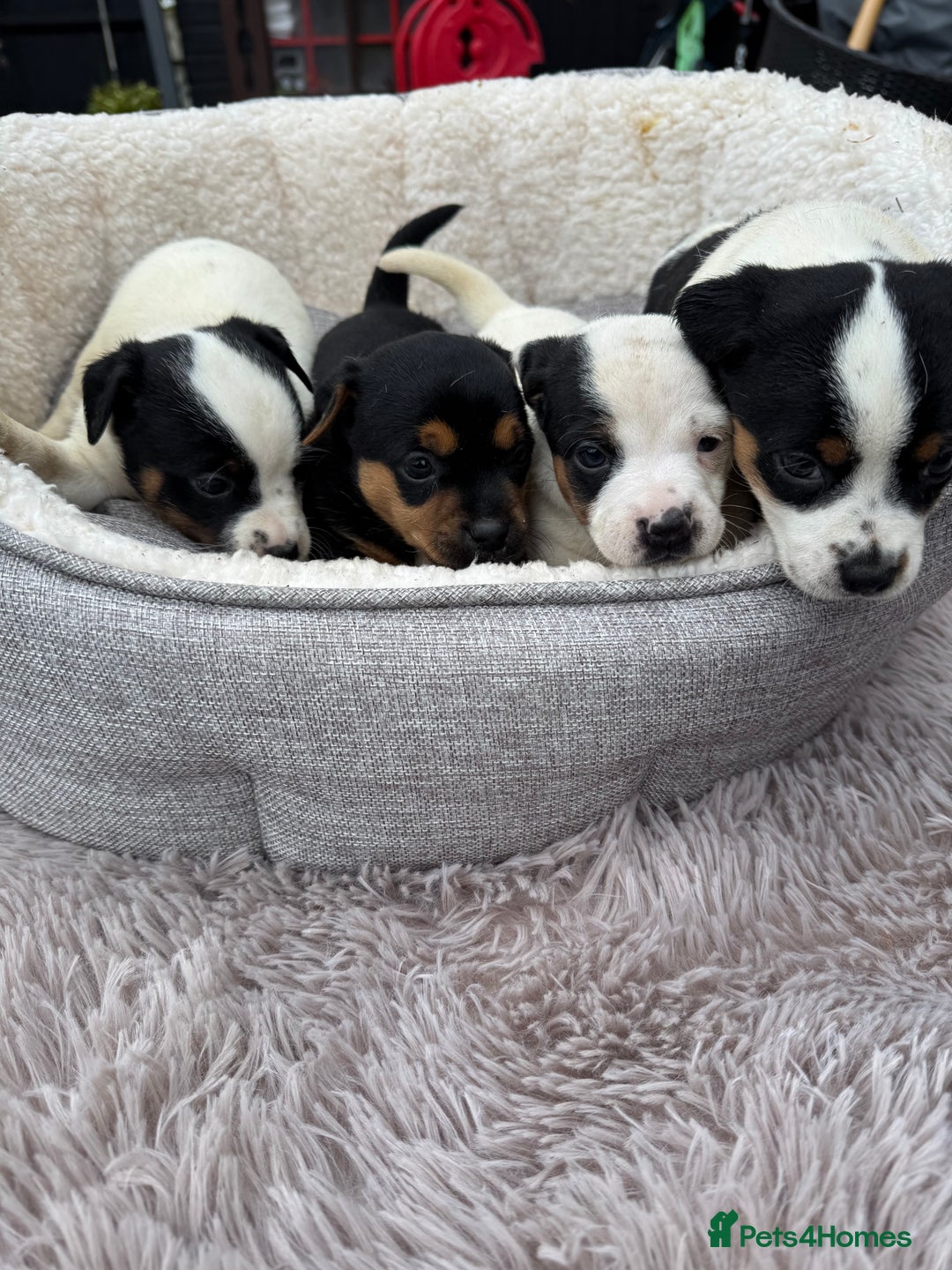 Jack Russell dogs for sale: Beautiful traditional Jack Russell puppies - Image 1