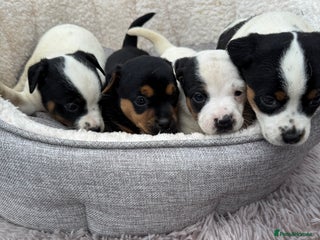 Jack Russell dogs - Advert 2