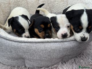 Jack Russell dogs Beautiful traditional Jack Russell puppies - Advert 21