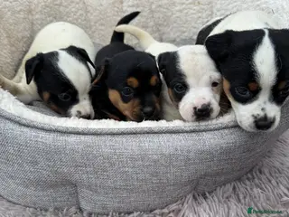 Jack Russell dogs Beautiful traditional Jack Russell puppies - Advert 18