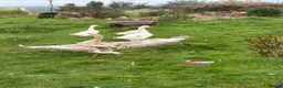 Geese poultry for sale: Brecon Buff Geese in Caernarfon - Advert 5