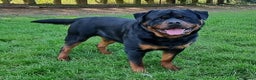Rottweiler dogs for stud: Kc Registered, proven, health tested stud in Wisbech - Advert 1