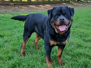 Rottweiler dogs in Wisbech - Advert 15