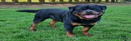 Rottweiler dogs for stud: Kc Registered, proven, health tested stud in Wisbech - Advert 1