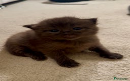 Ragdoll cats for sale: CINNAMON RAGDOLL GIRL - Image 3