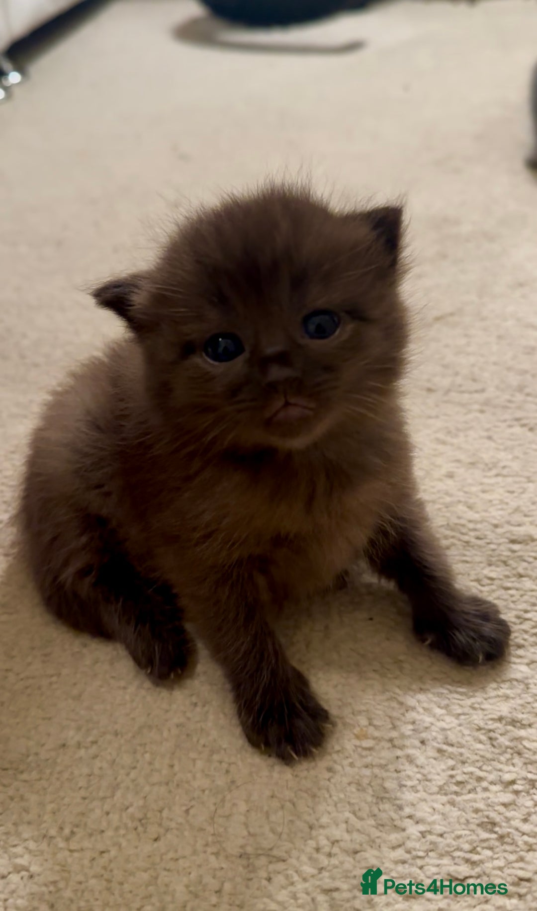 Ragdoll cats for sale: CINNAMON RAGDOLL GIRL - Image 3