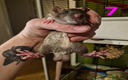 Rat rodents for sale: 9 gorgeous Male Rats - Image 24
