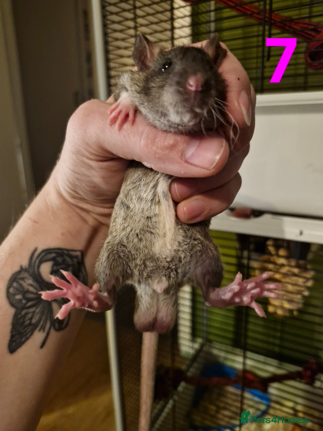 Rat rodents for sale: 9 gorgeous Male Rats - Image 24