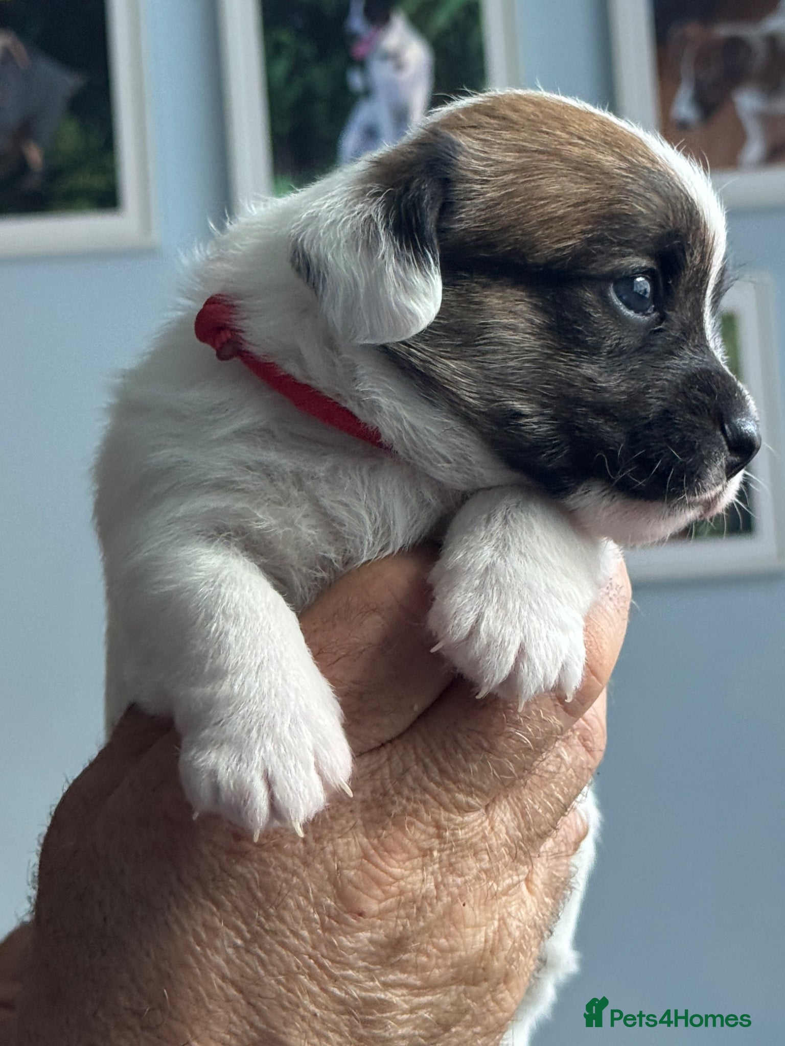 Jack Russell dogs Adorable Health Tested Jack Russell puppies  - Advert 2