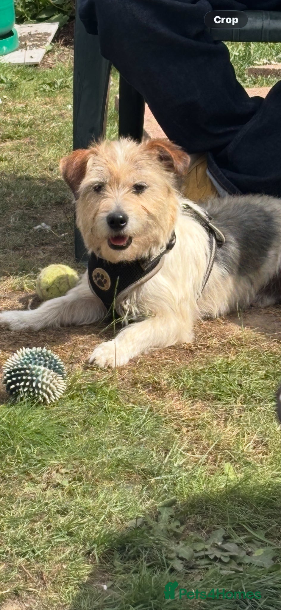Mixed Breed dogs Jack Russell cross  - Advert 1
