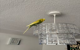 Budgerigars birds for sale: Free giveawayMale tamed budgie  - Image 2