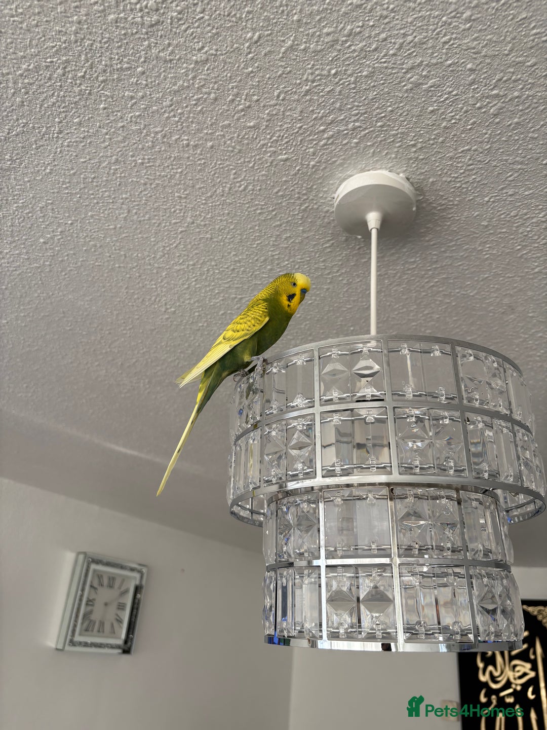 Budgerigars birds for sale: Free giveawayMale tamed budgie  - Image 2