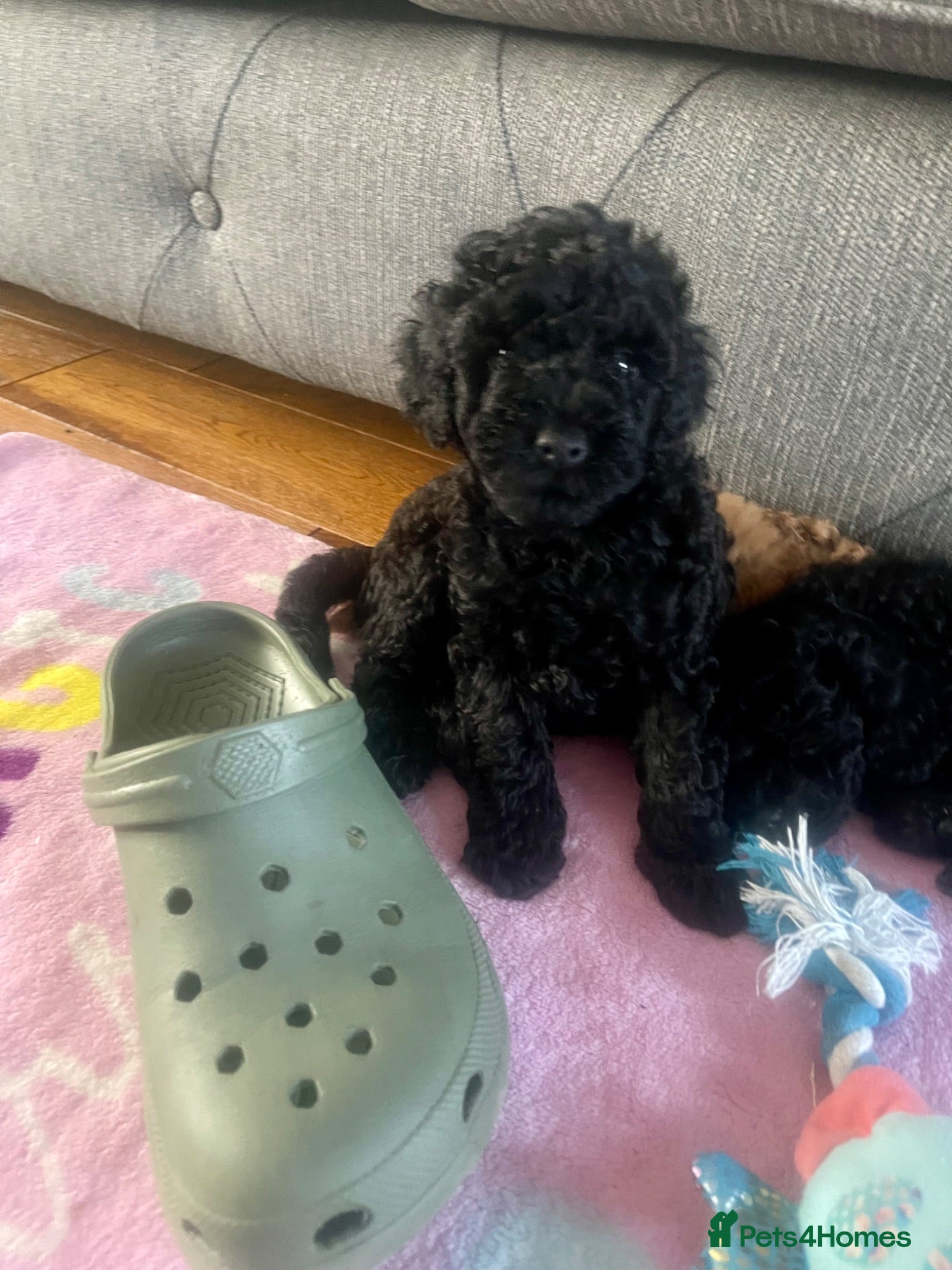 Maltipoo dogs F1b Toy Maltipoo 1 boy left Ready 22 July  - Advert 1