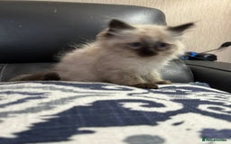 Ragdoll cats for sale: 2 stunning seal point ragdoll boys  - Image 19