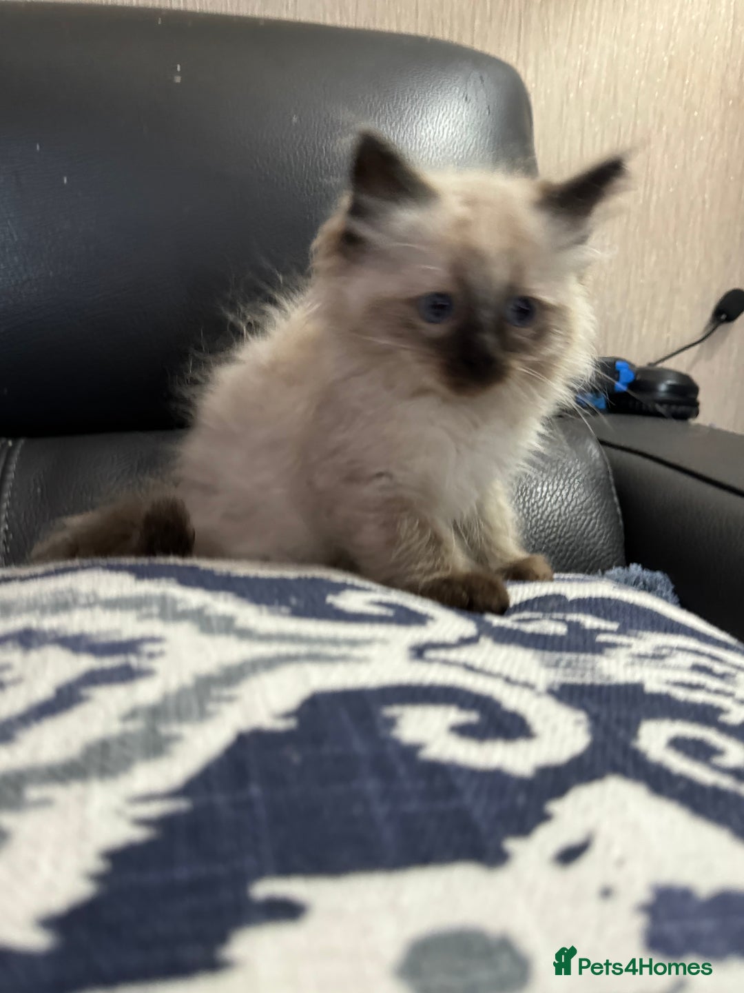 Ragdoll cats for sale: 2 stunning seal point ragdoll boys  - Image 19