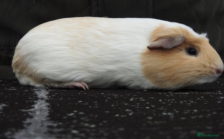 Guinea Pig rodents - Advert 13