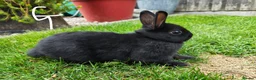 Netherland Dwarf rabbits for sale: Netherland dwarf  - Advert 2