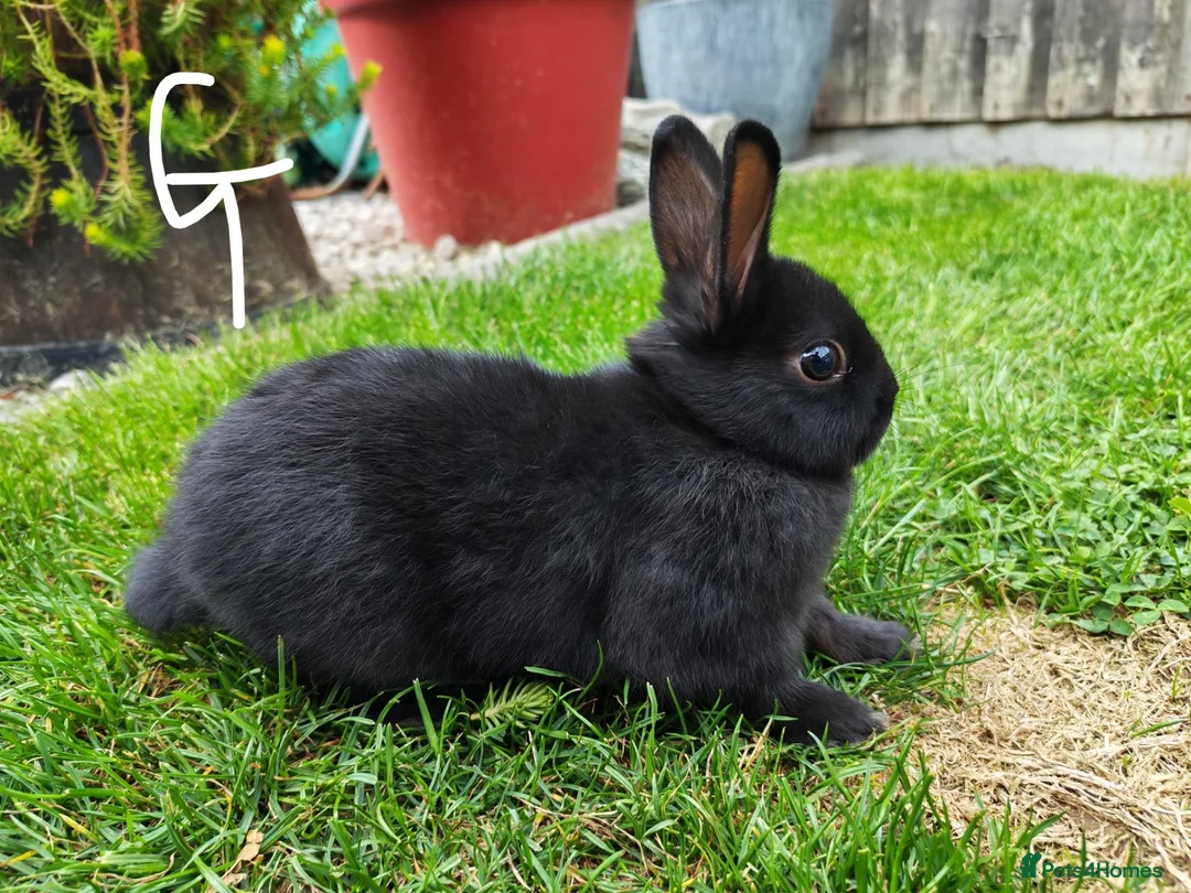 Netherland Dwarf rabbits for sale: Netherland dwarf  - Advert 2