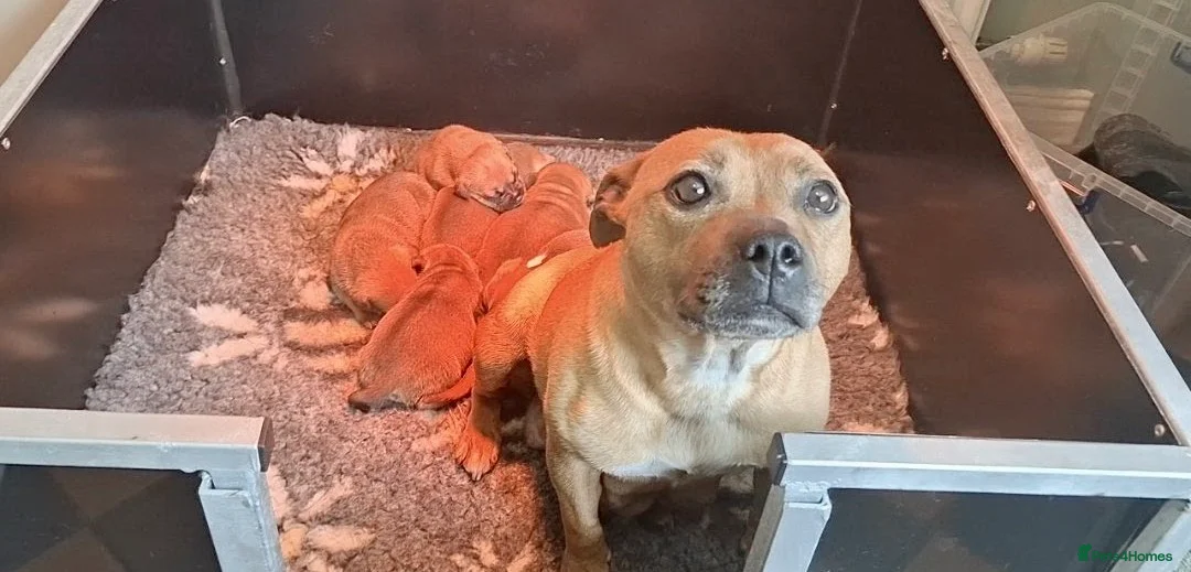 Staffordshire Bull Terrier dogs for sale: Red Staffordshire bull terrier pups - Advert 1
